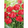 Tulip Peony Magic Price Pack of 5