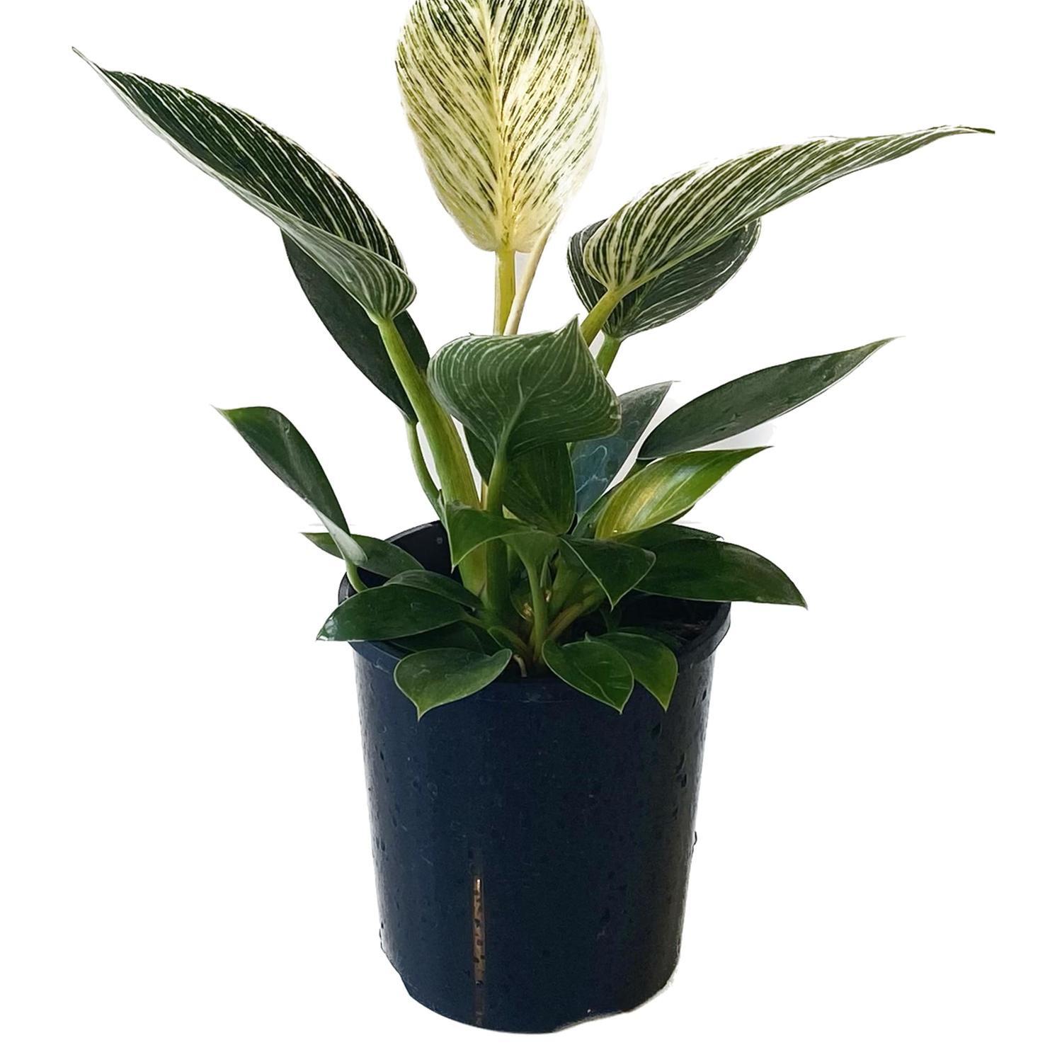 Philodendron Birkin 12cm