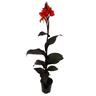 Canna 'Tropcianna Black'