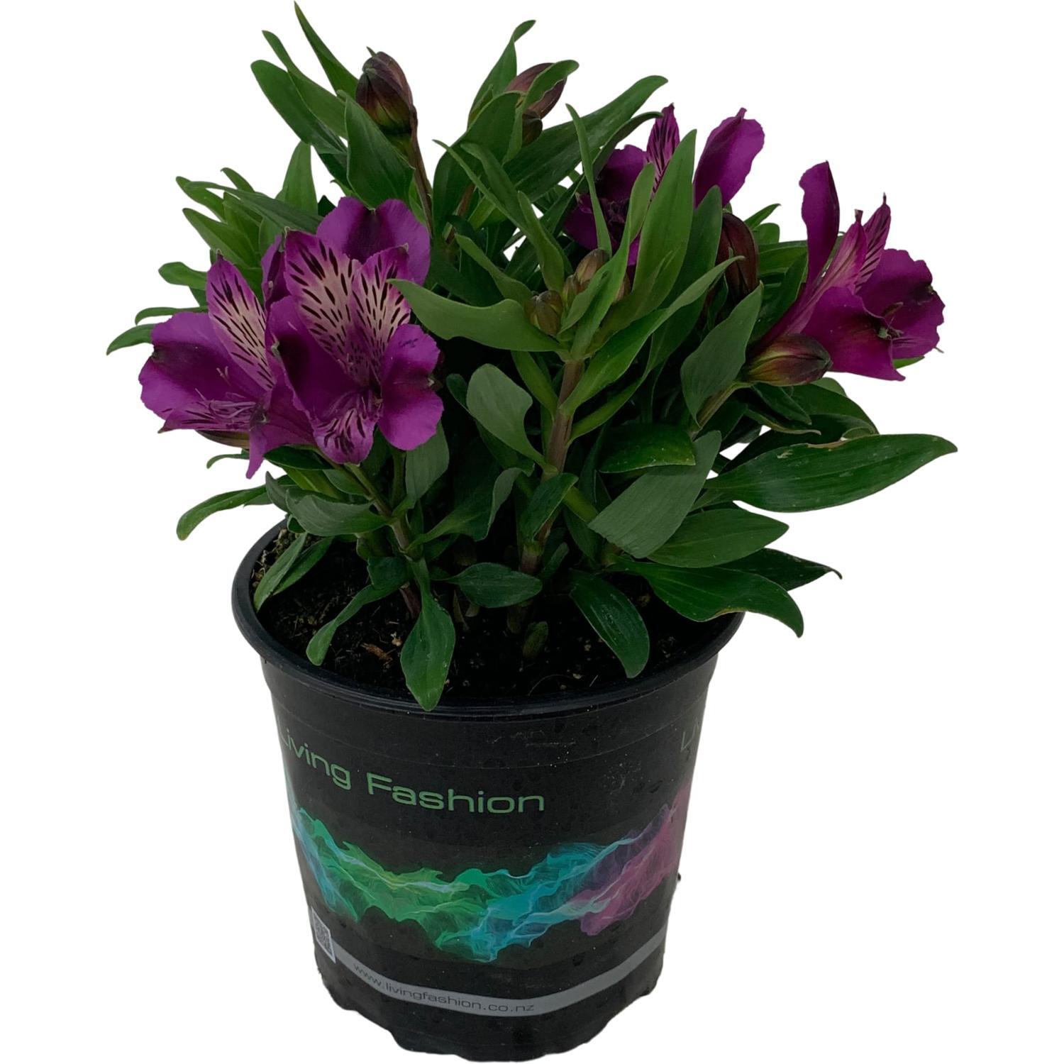 Alstroemeria