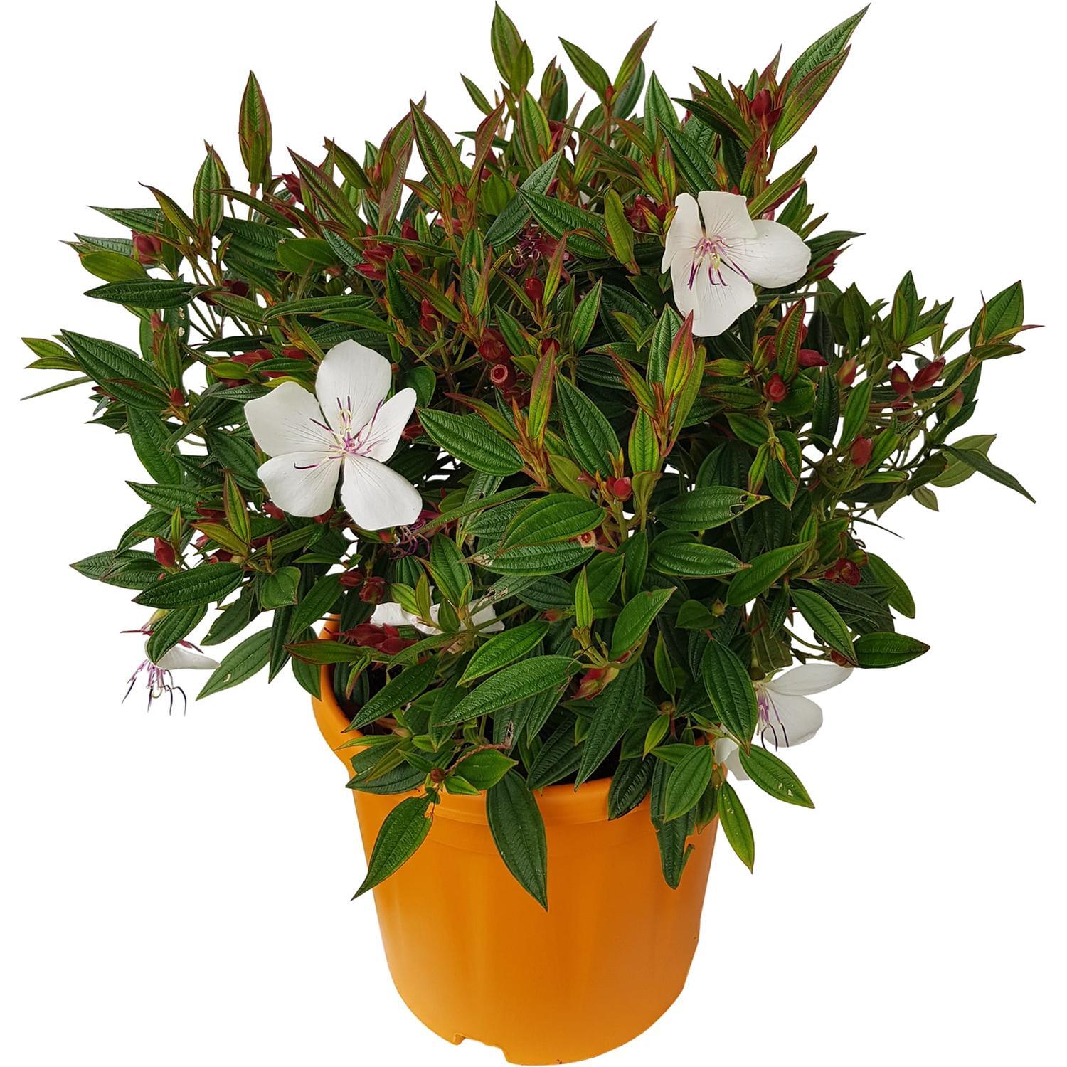 Tibouchina Peace Baby