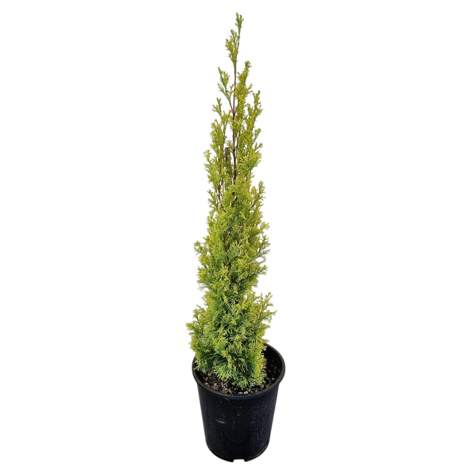 Cupressus Swanes Golden  3.3L