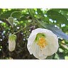 Abutilon Lucky Lantern