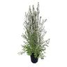 Pittosporum Silver Sheen 2L