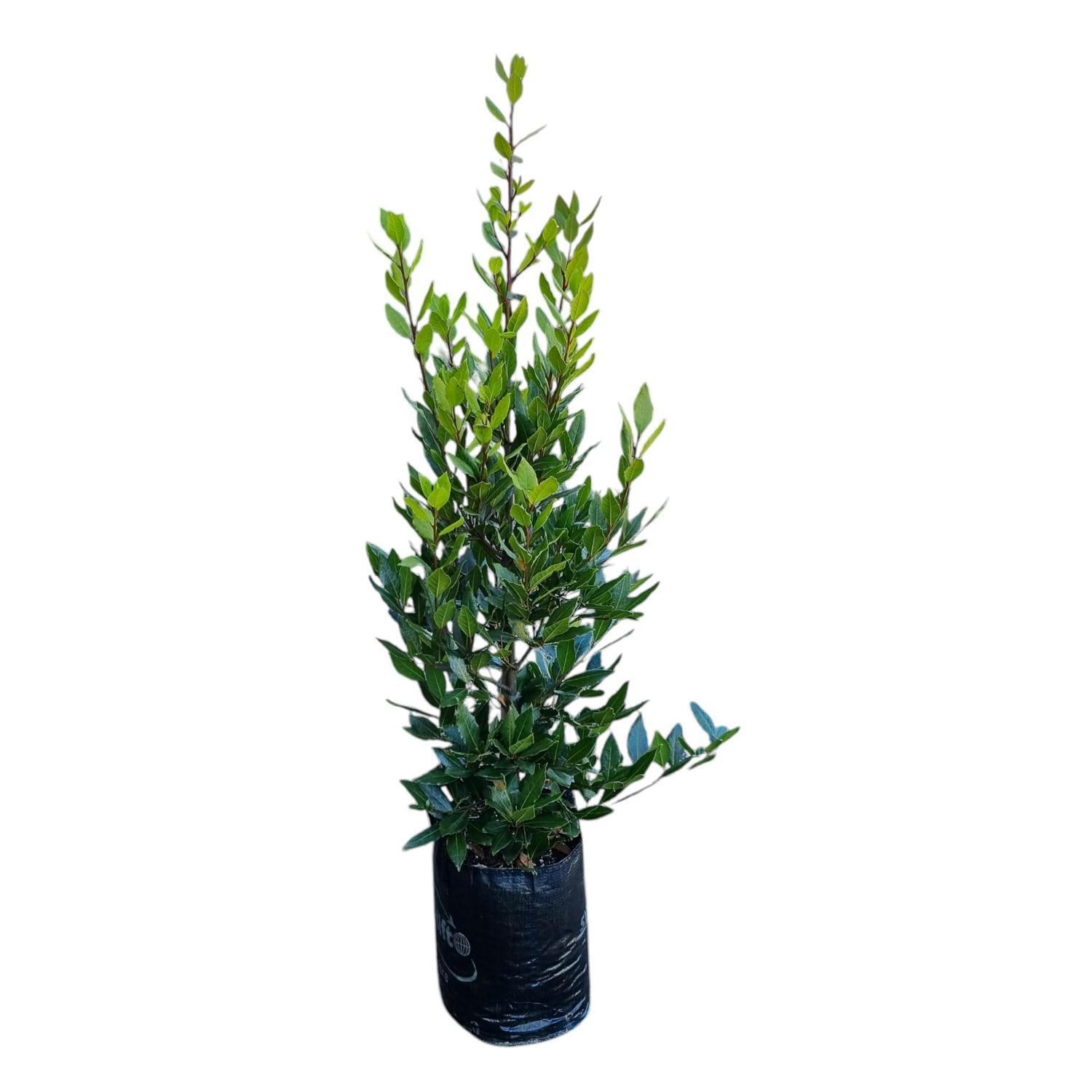Laurus Nobilis 'Bay Tree' 25L