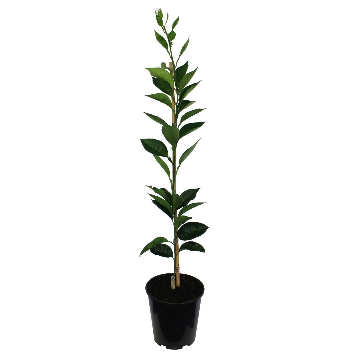 Orange Newhall, Dwarf