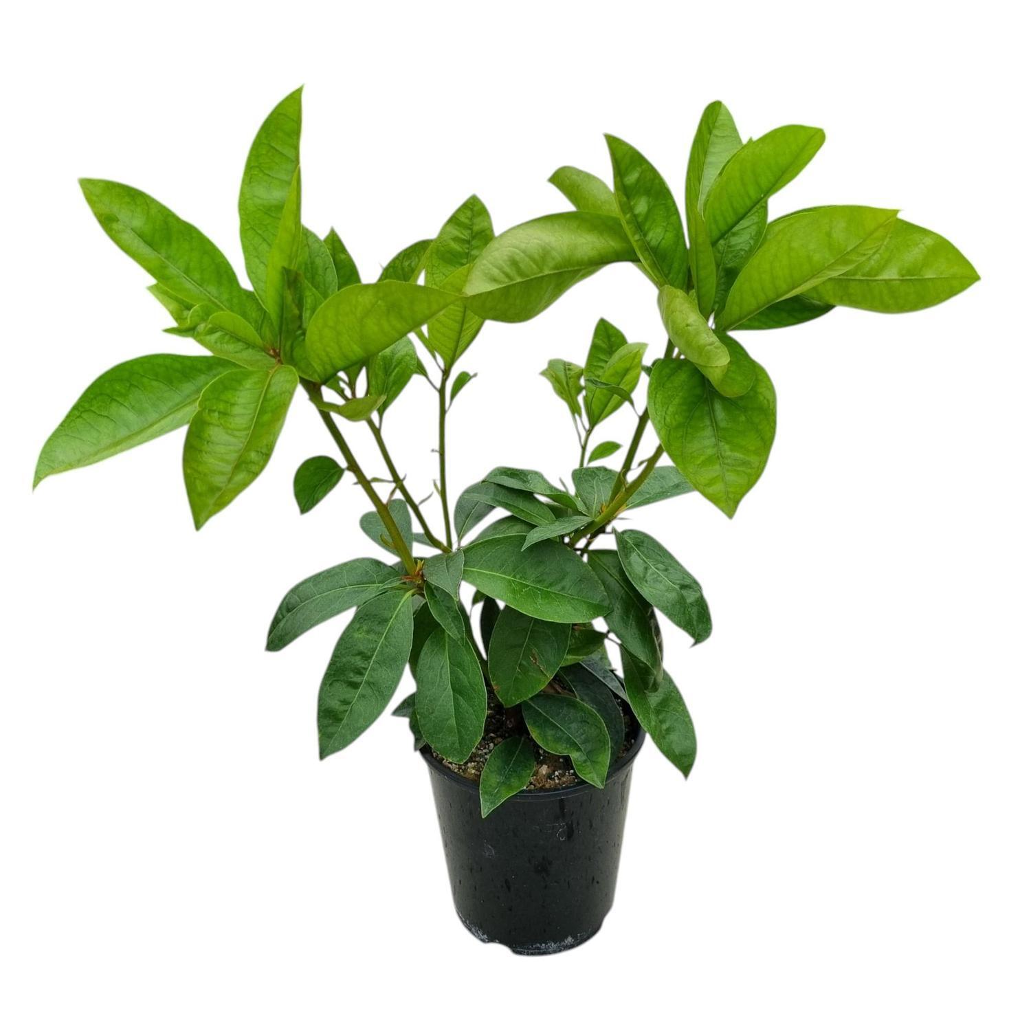 Vireya Red Adair 3.3L