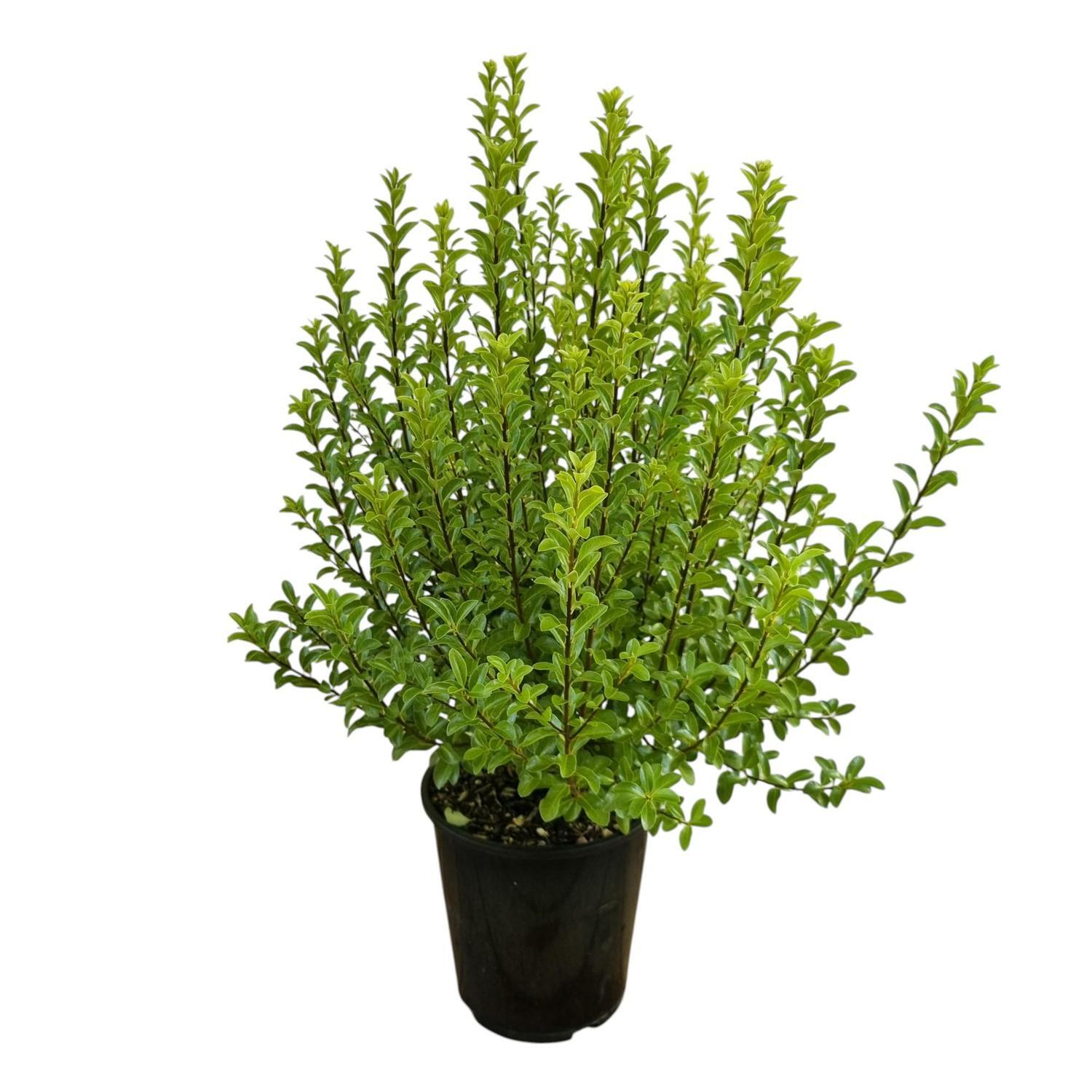 Pittosporum Jade 3.3L