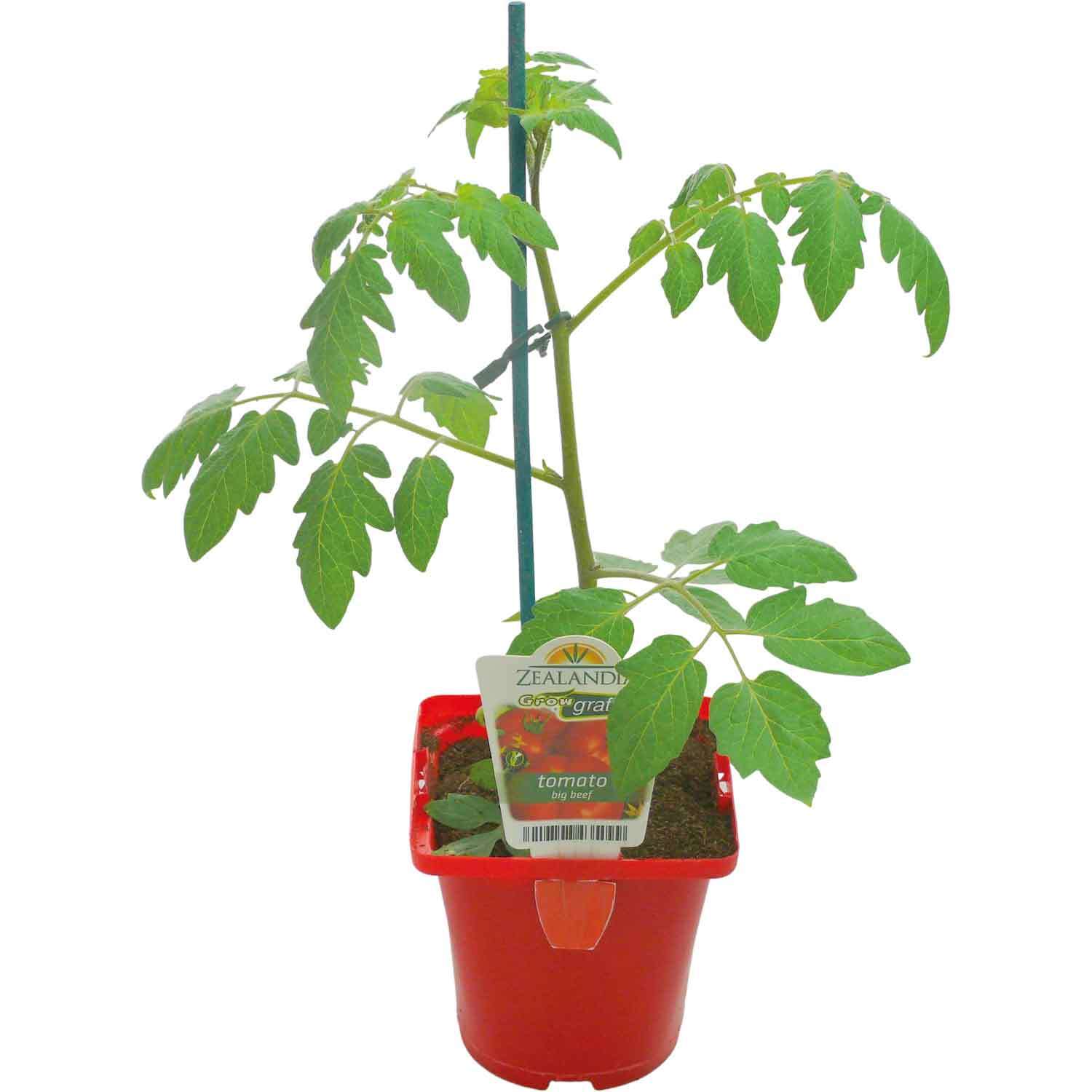 Grafted Tomato Big Beef