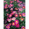 Federation  Daisy Starlight Red