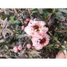 Leptospermum Blossom