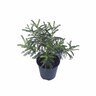 Sophora Microphylla 'Dragons Gold' 2.5 litre