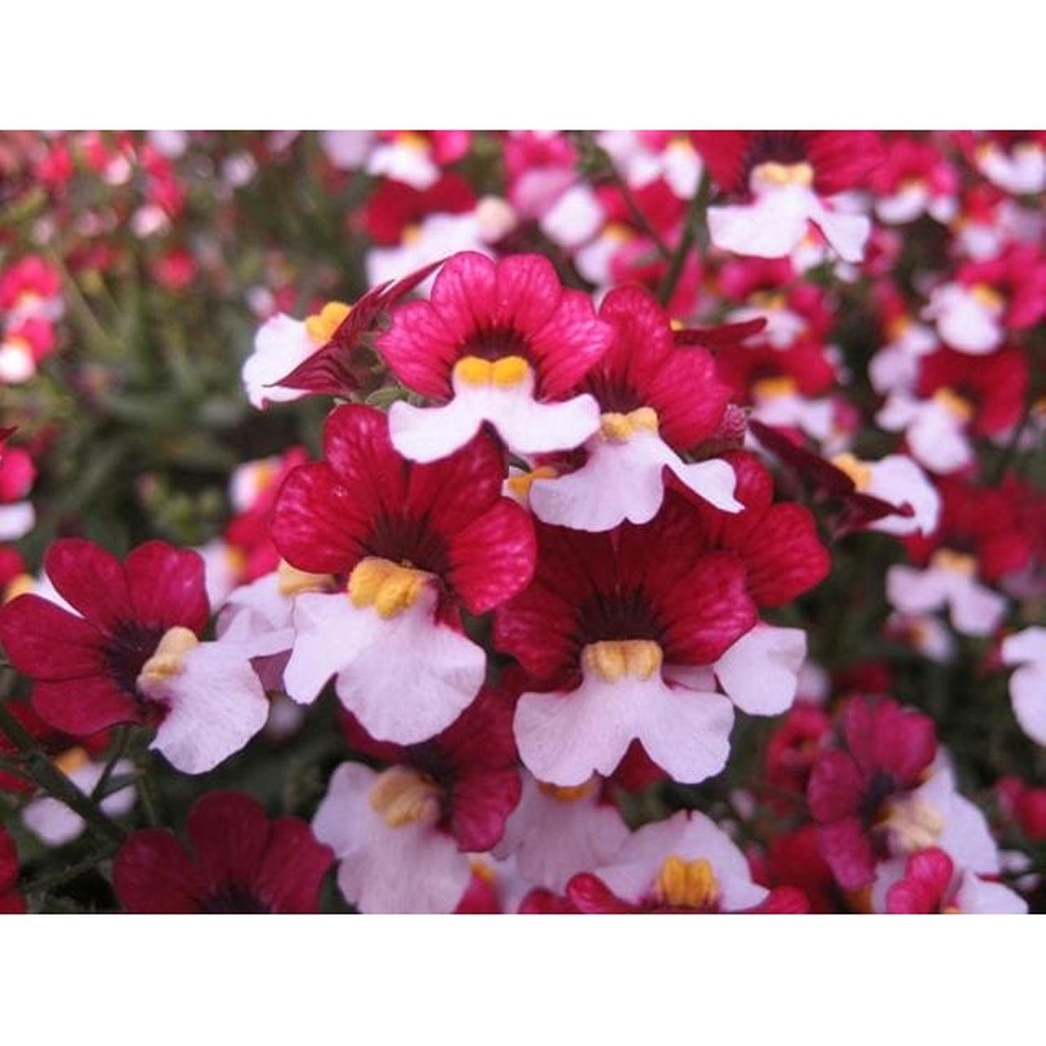 Nemesia Cherry On Ice
