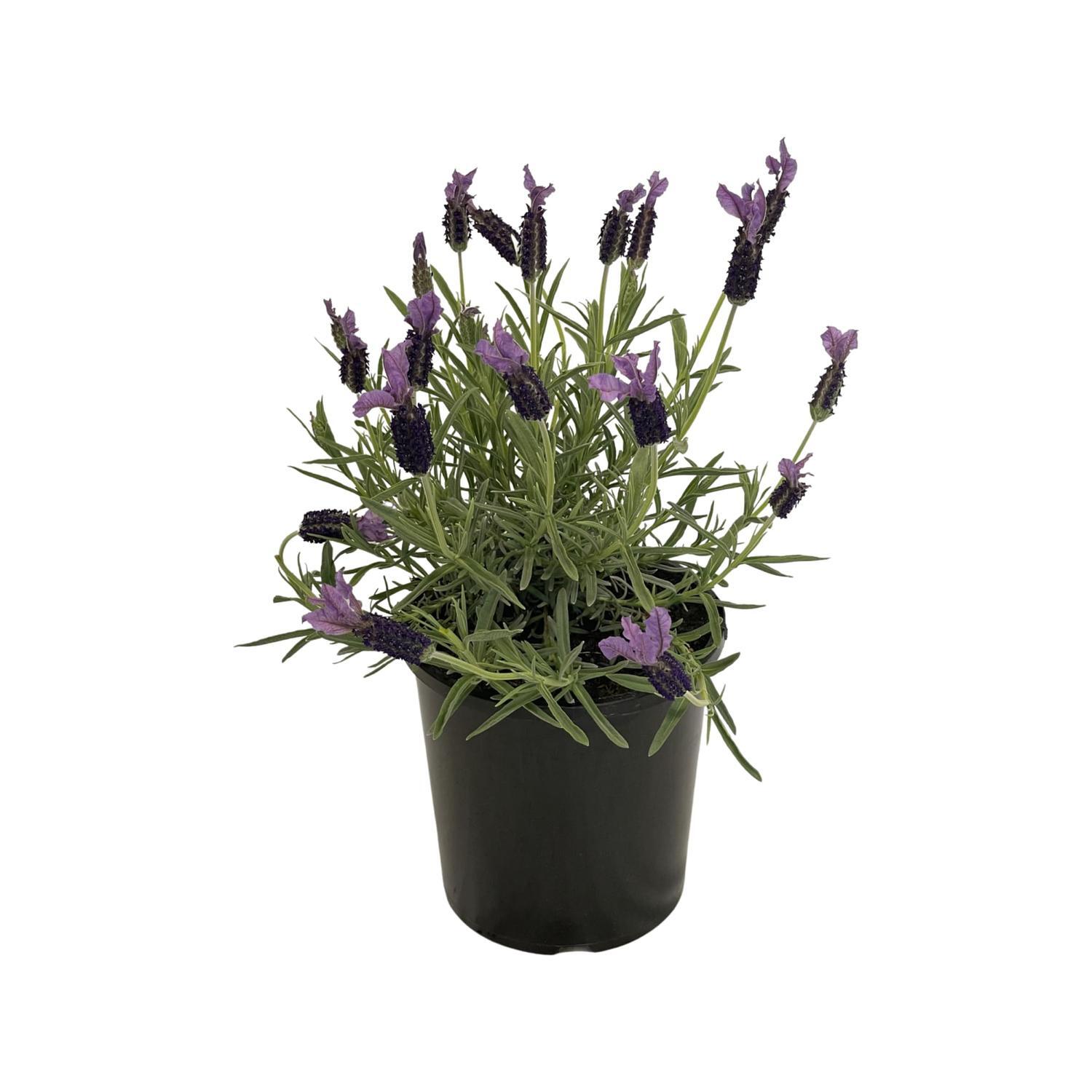 Lavender Major