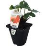 Strawberry Albion 10cm
