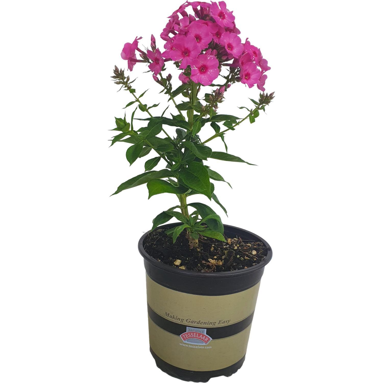 Phlox Volcano