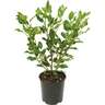 Griselinia Broadway Mint 1.9 Litre