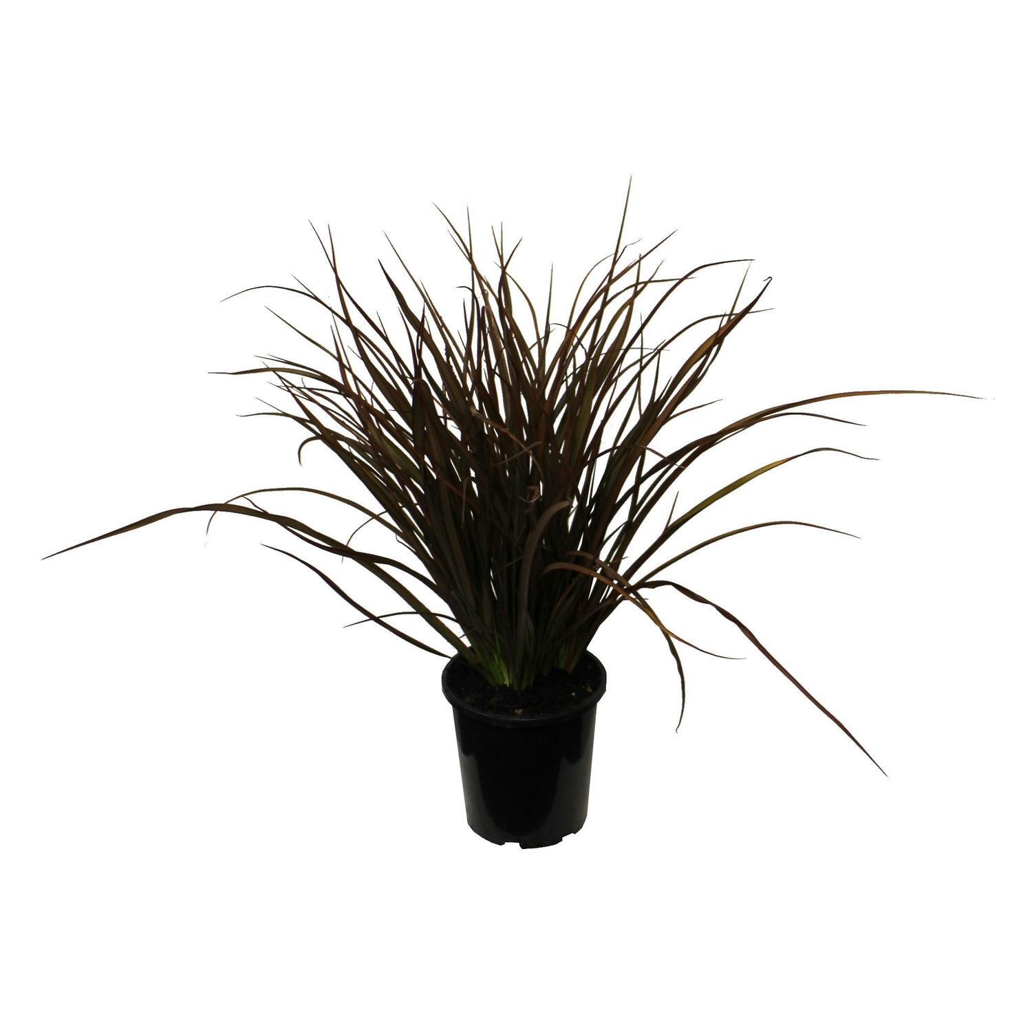 Phormium Jack Spratt