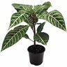Aphelandra Squarrosa