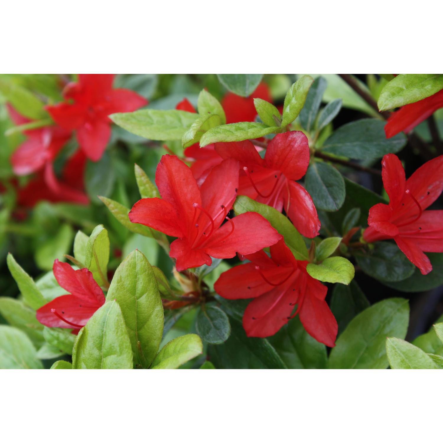 Azalea