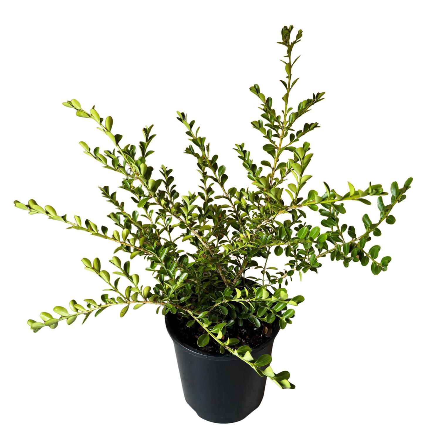 Buxus Renaissance 4.5 litre Green
