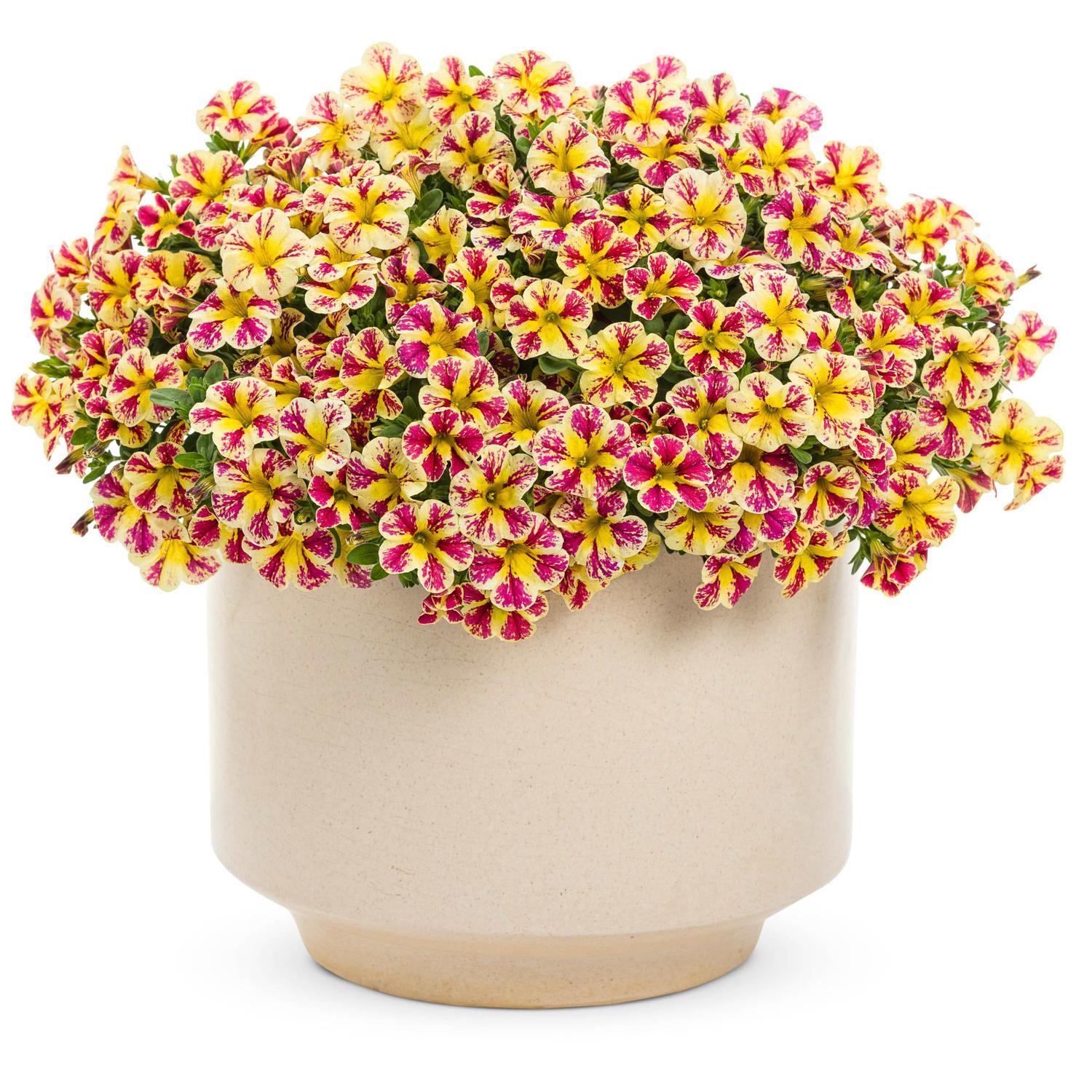 Calibrachoa Holy Moly