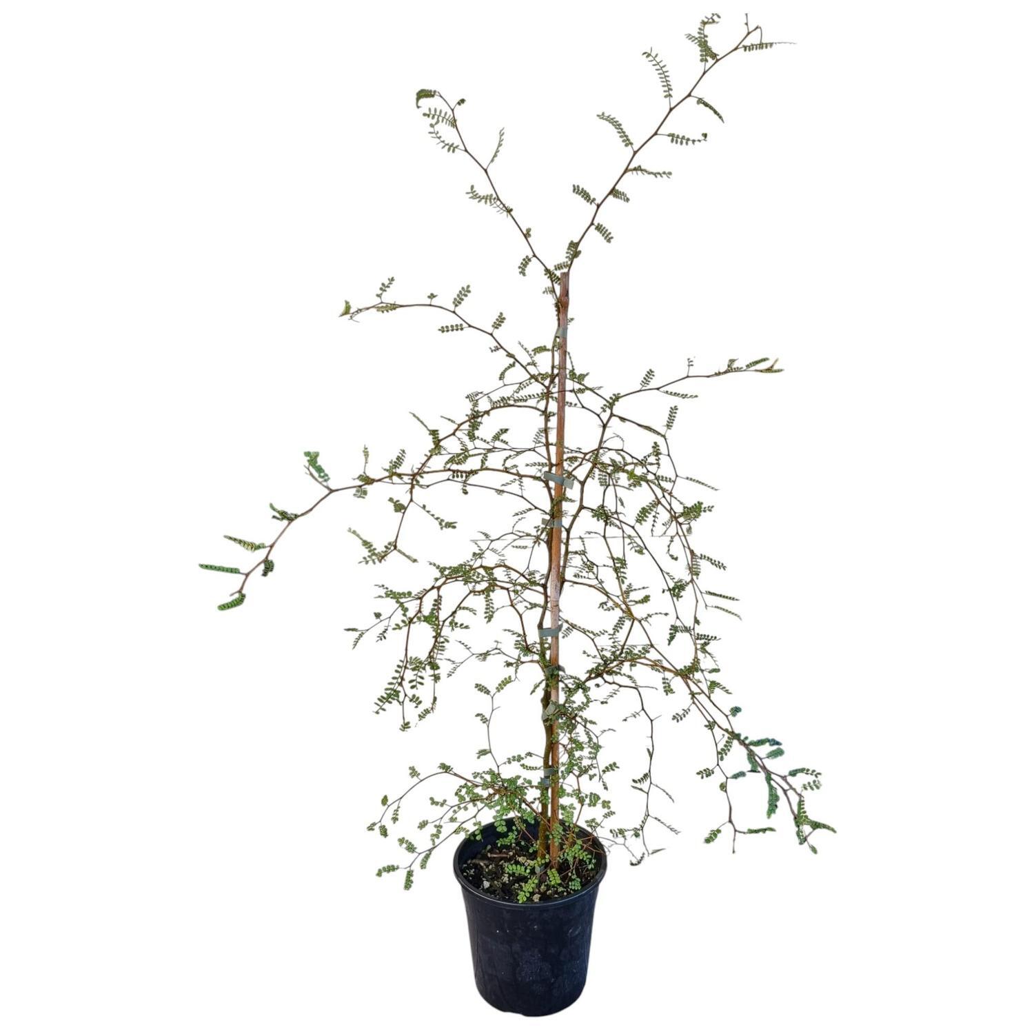 Sophora Chathamica 'Kowahi' 4L