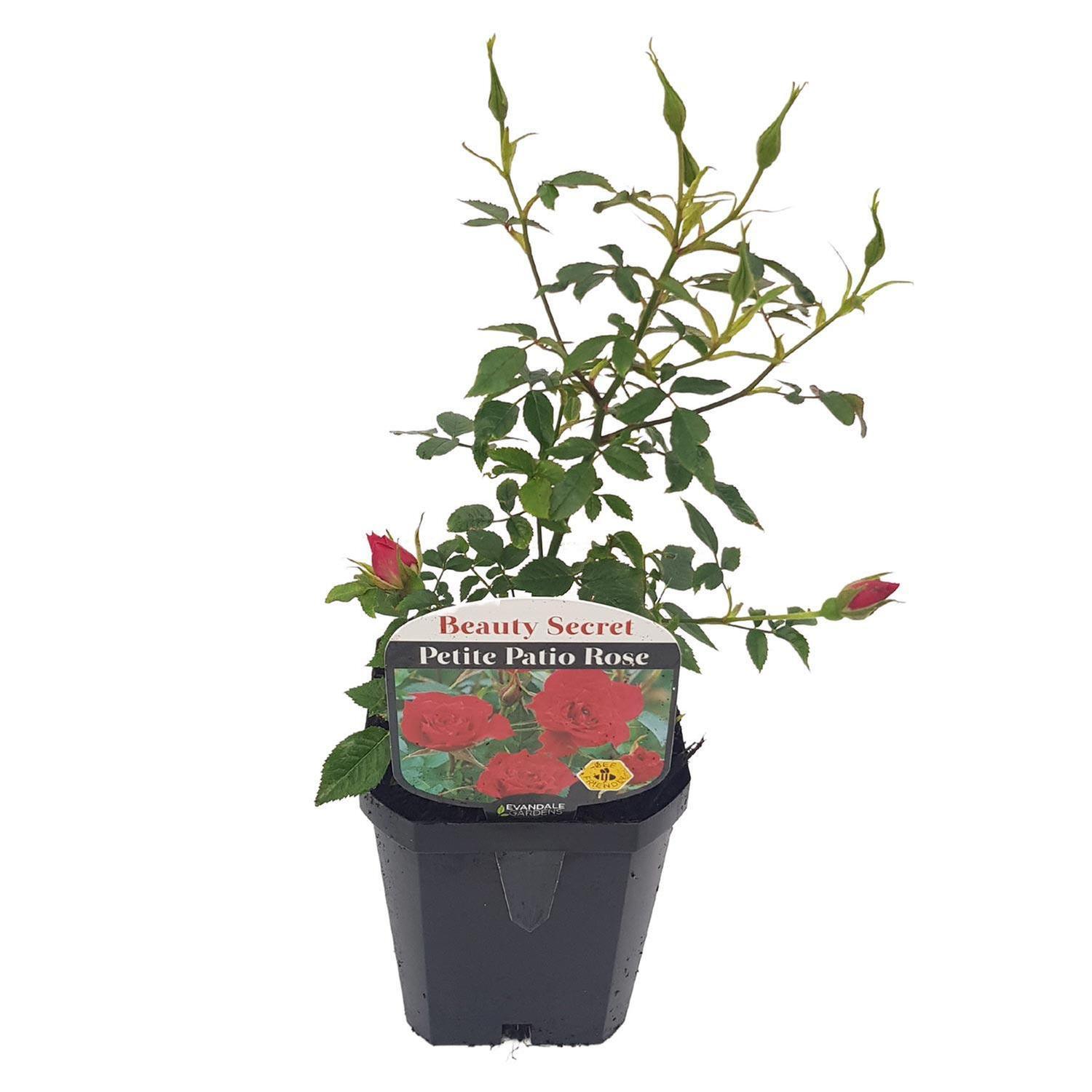 Patio Rose Beauty Secret