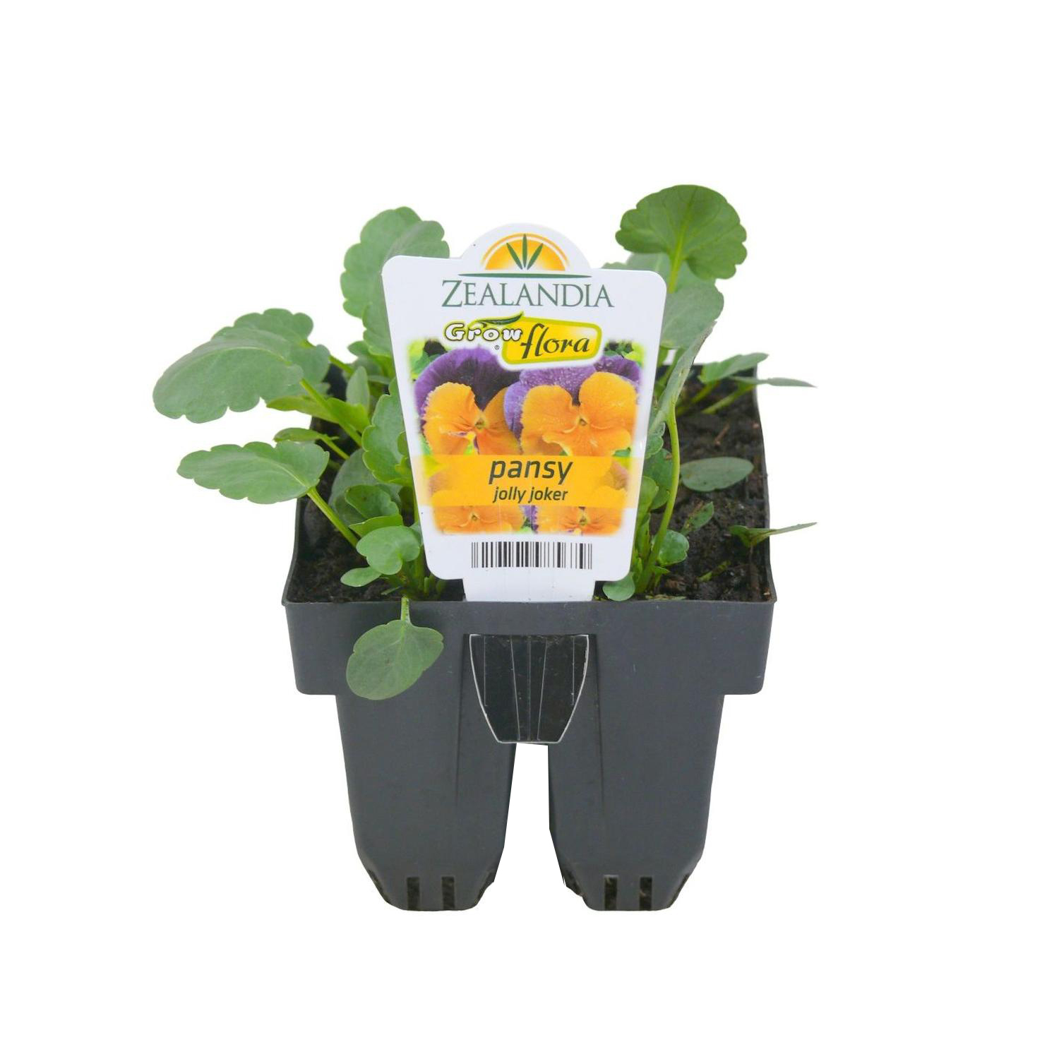 Pansy Jolly Joker
