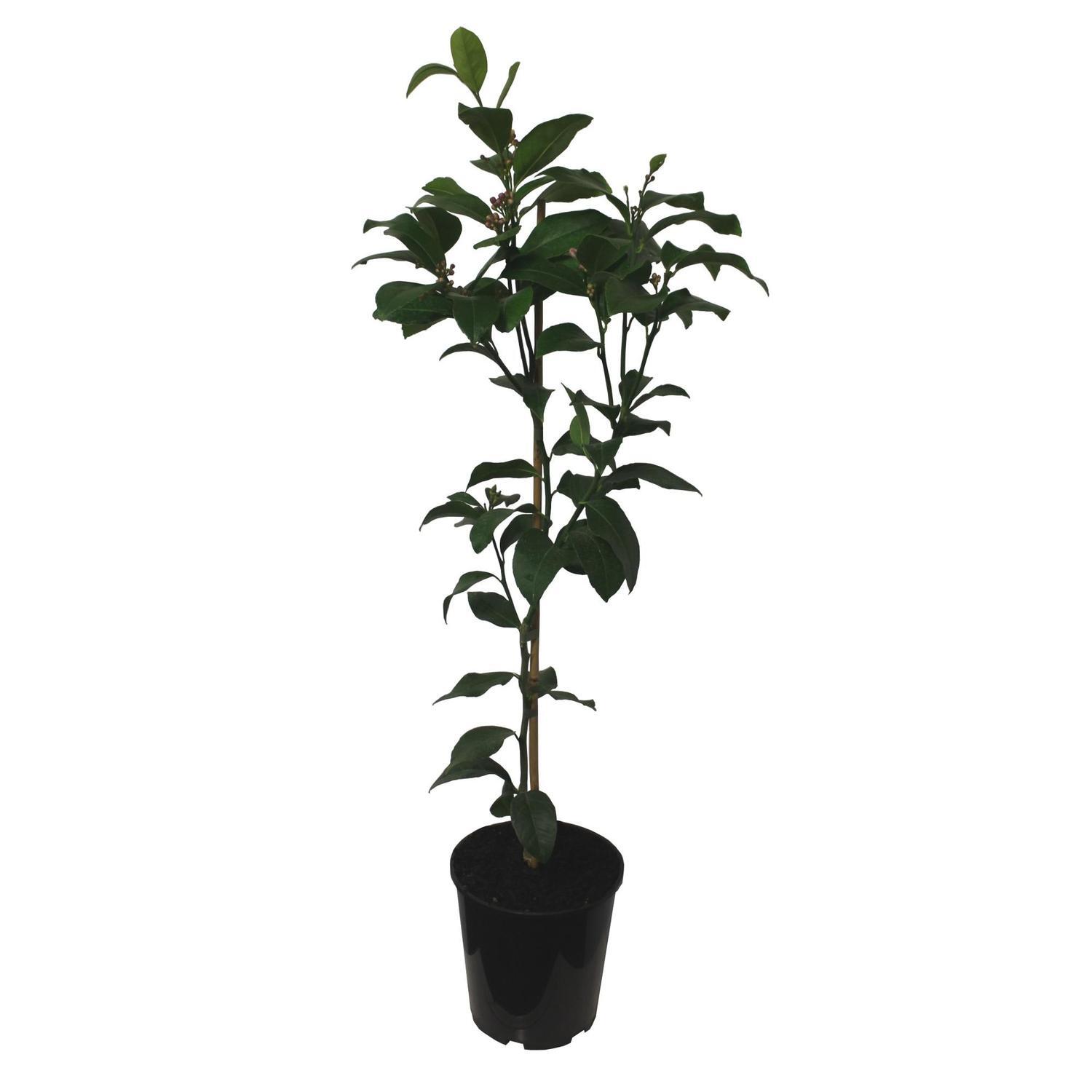 Dwarf Meyer Lemon Tree