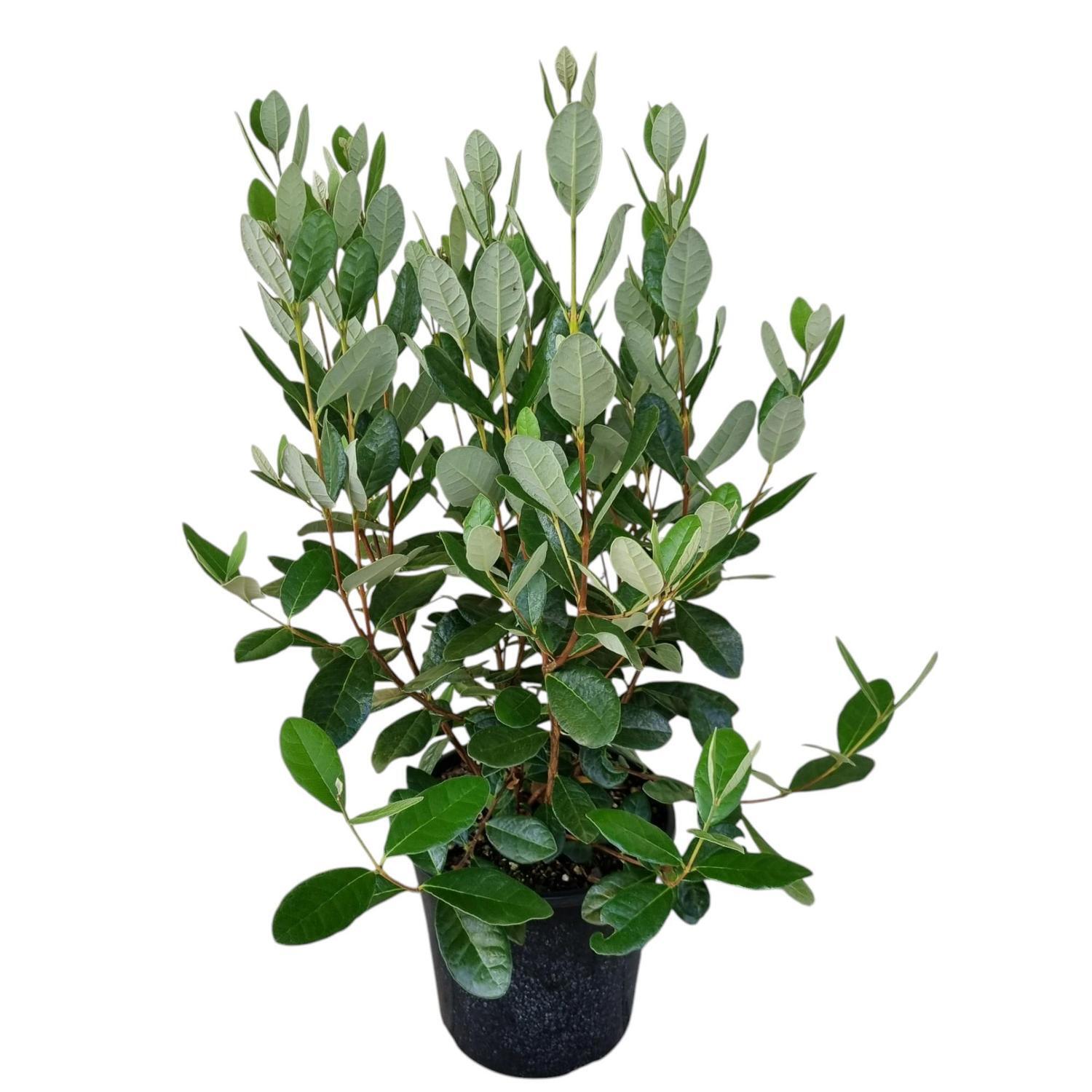 Feijoa Sellowiana 4L