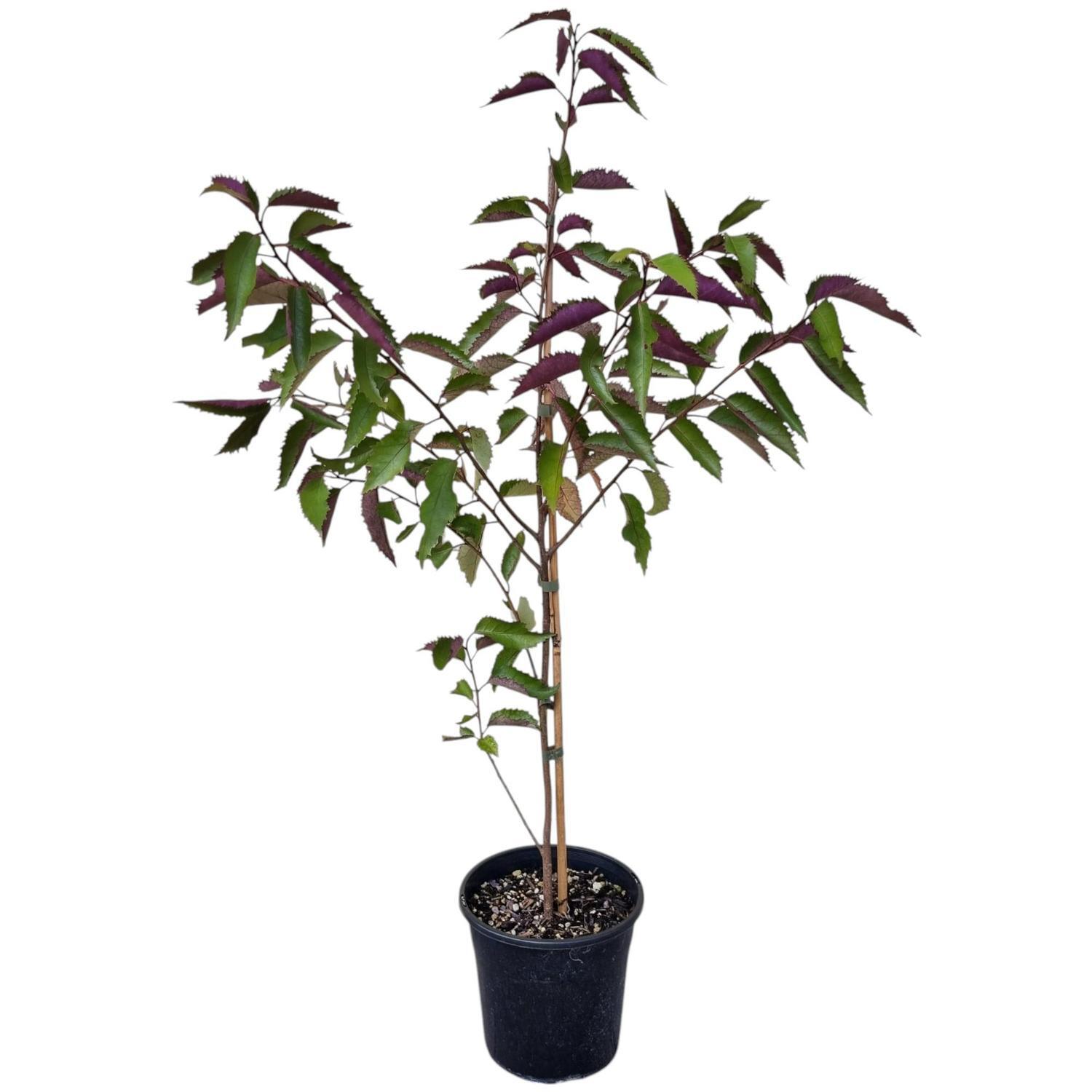 Hoheria Populnea Purple Wave 4L