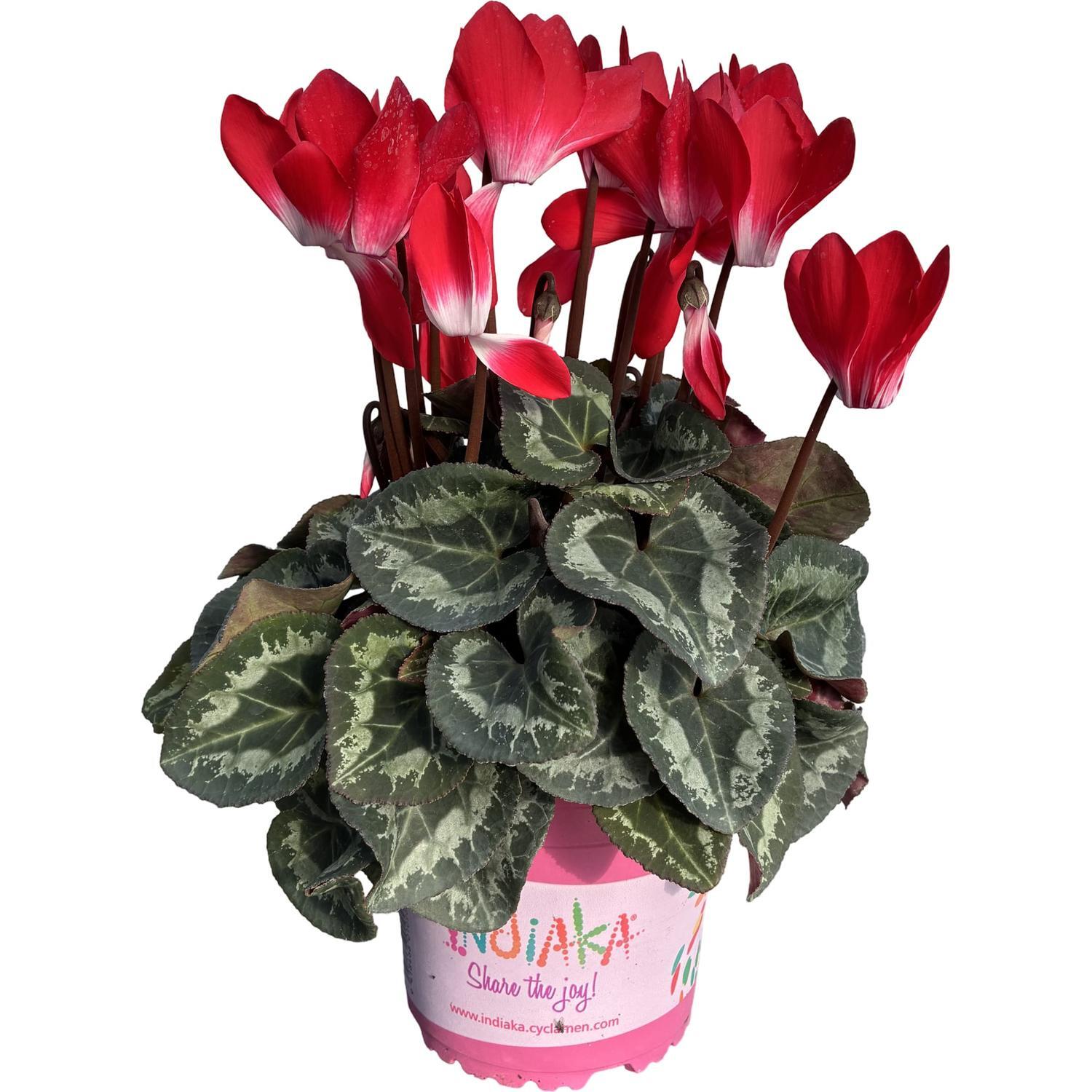 Cyclamen Red