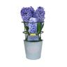 Gift Wrapped Hyacinth