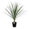 Cordyline australis