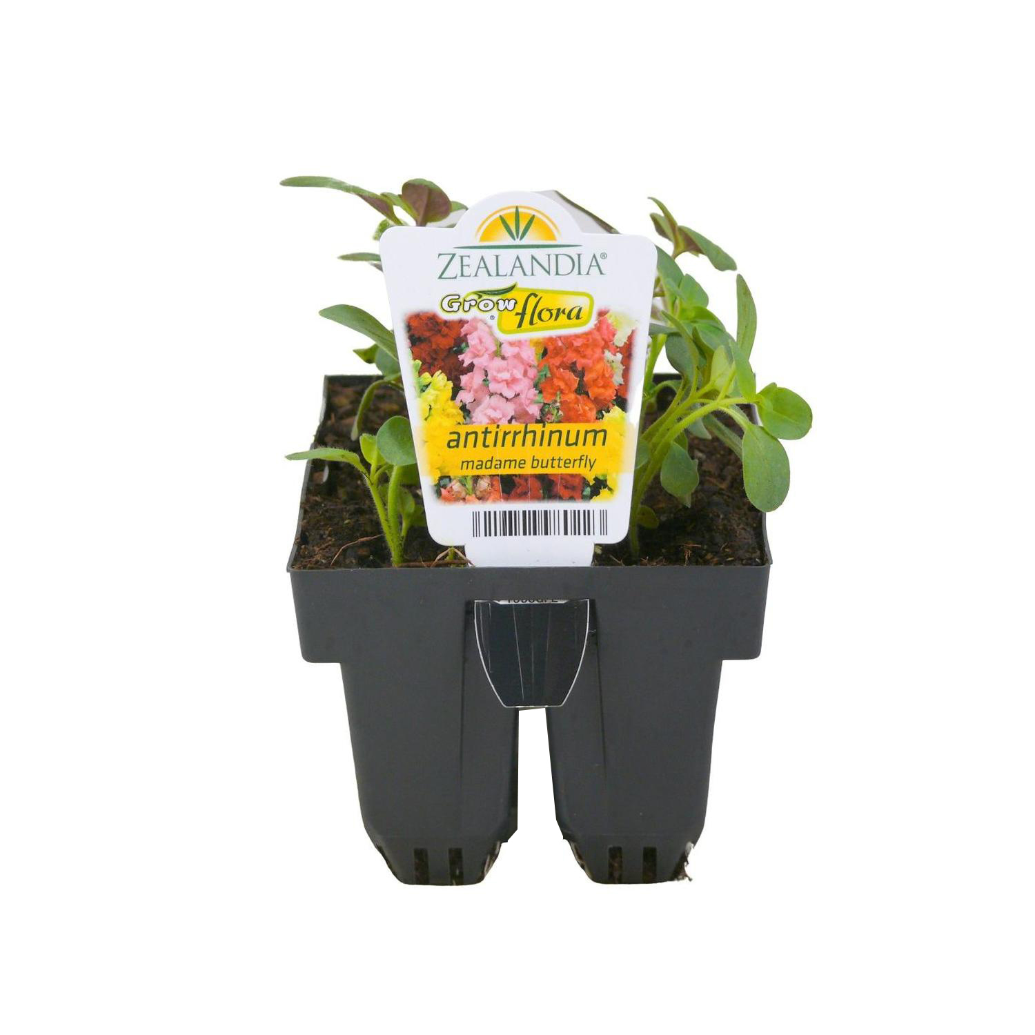 Snap Dragon Antirrhinum Madame Butterfly