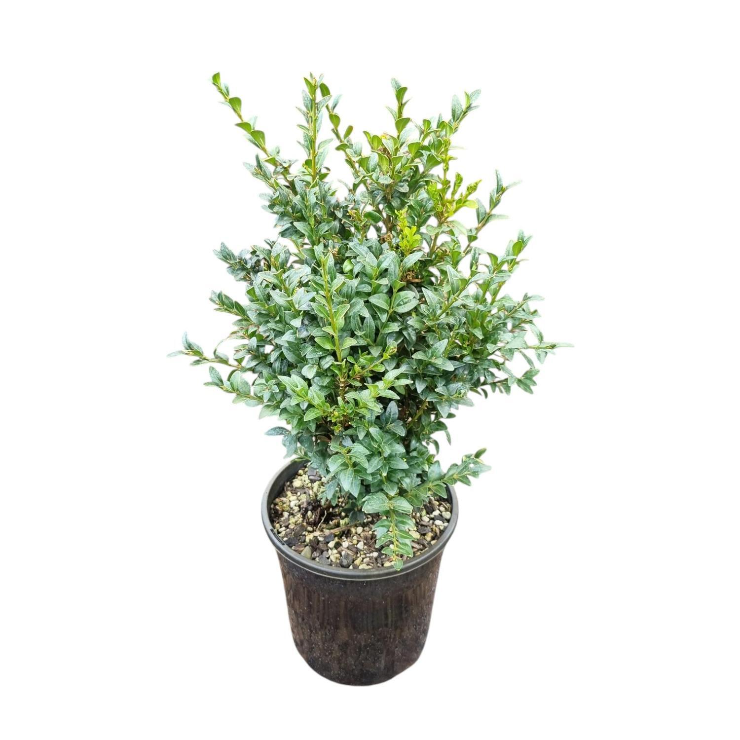 Buxus Sempervirens 4L