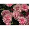 Dianthus  Candy Floss