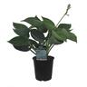 Hosta Abiqua Drinking Gourd