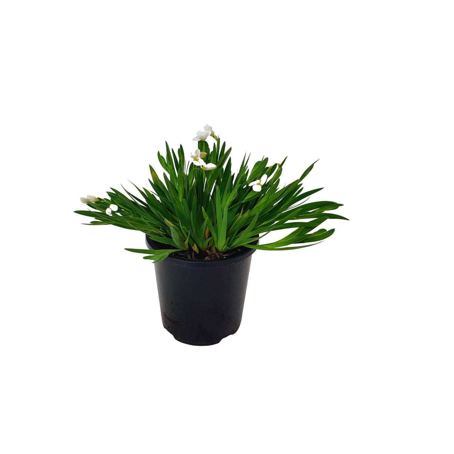 Sisyrinchium angustifolia 'Snow Drift'