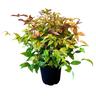 Instant Impact Collection Nandina Blush 4.5 litre Green,Red