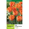 Tulip Double 'Orange Princess'