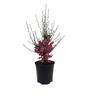 Leptospermum Wiri Shelley
