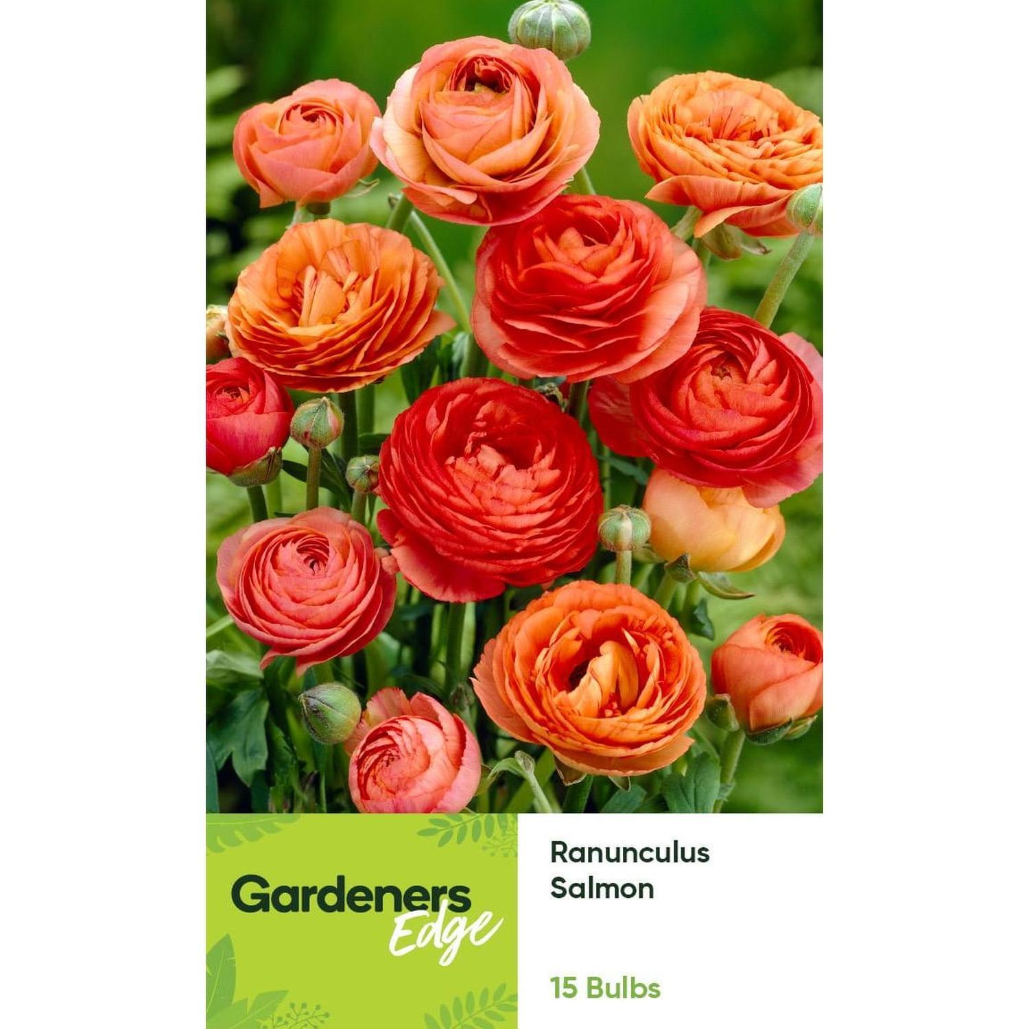 Ranunculus Salmon 15 pack