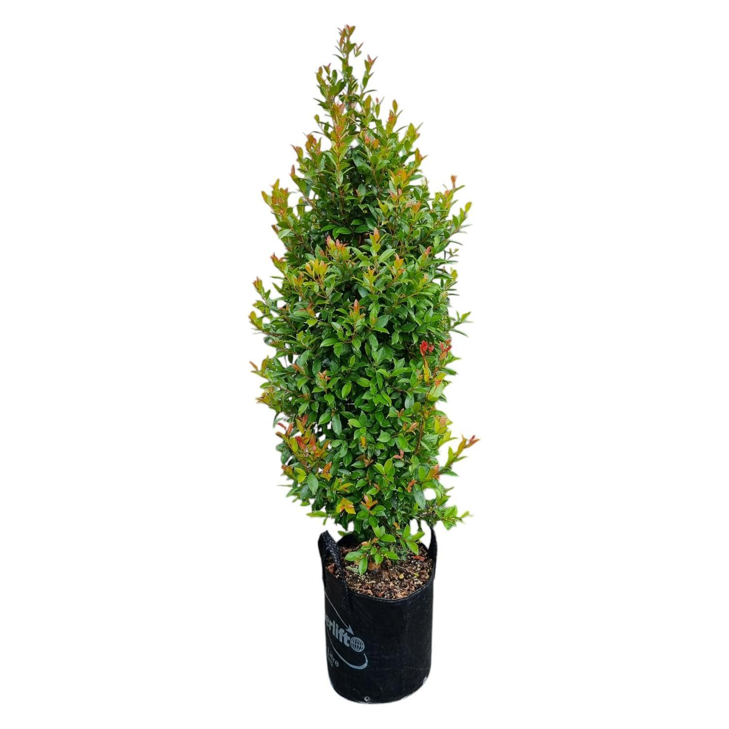 Eugenia Ventenati 'Lilly Pilly' 25L