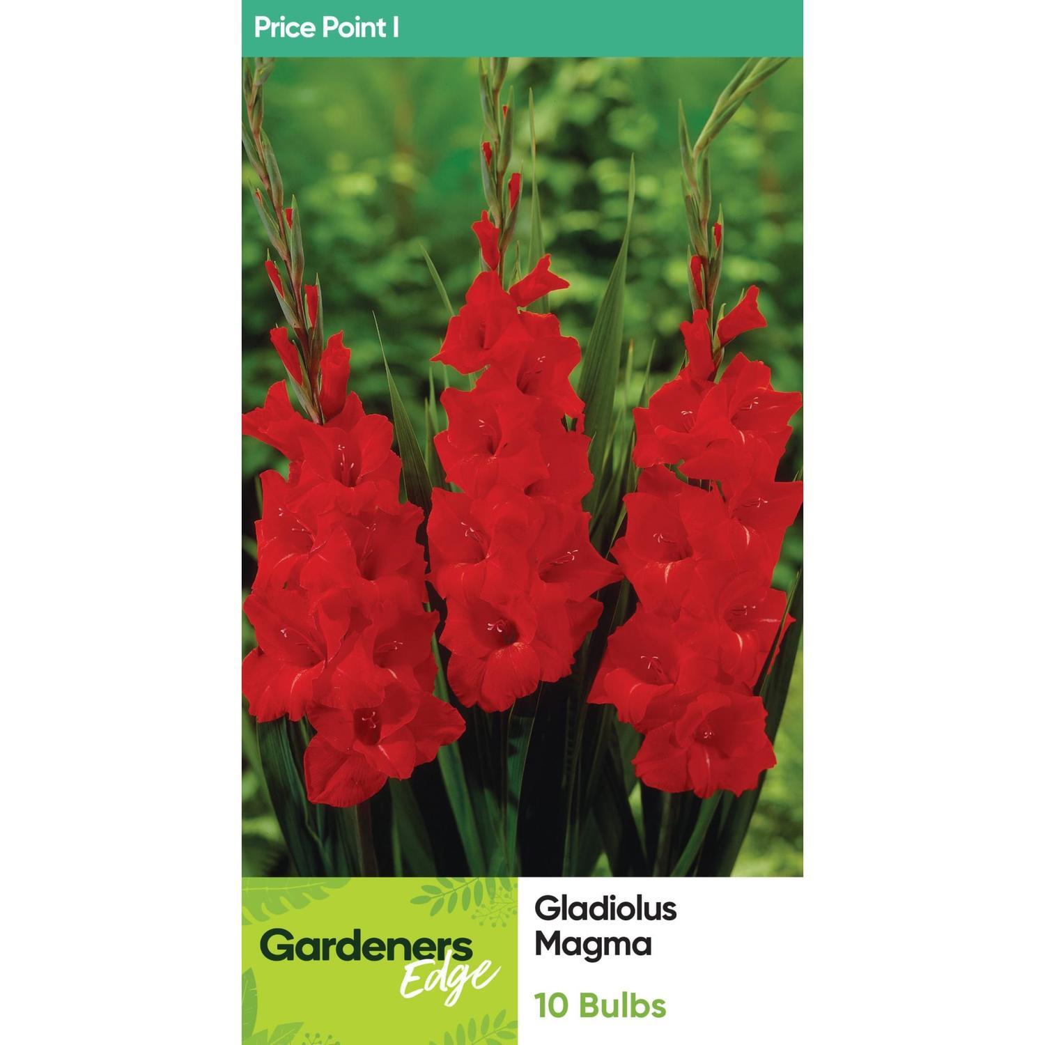 Gladioli Magma 10 Pack