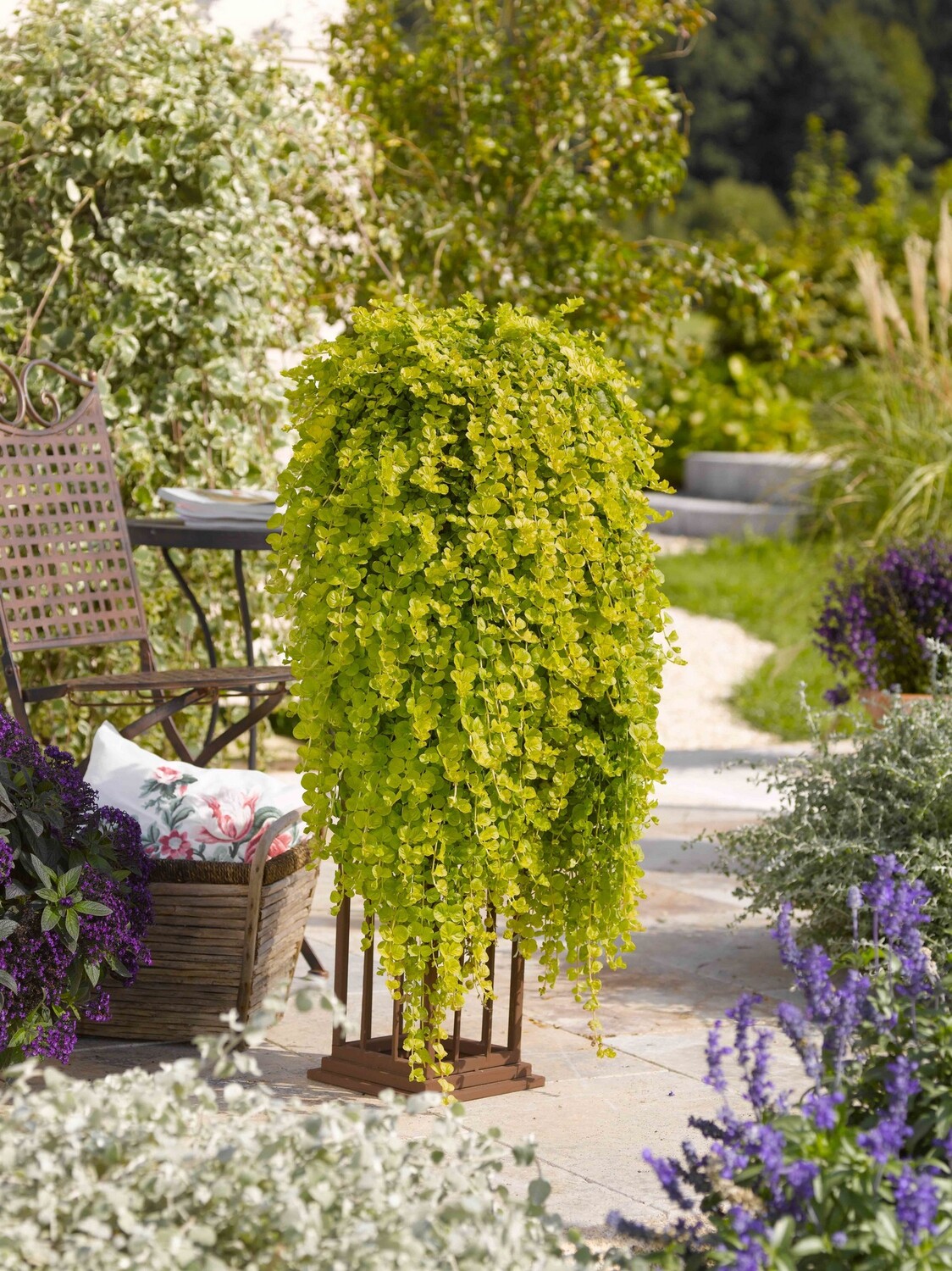 Lysimachia Goldilocks