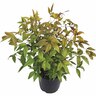 Nandina Fire Power 2.4 litre Gold/Yellow Green