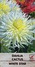 Dahlia Cactus 'White Star'