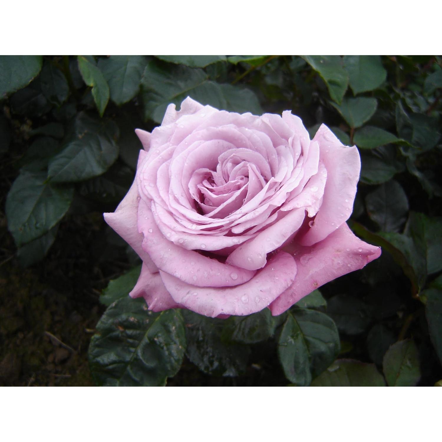 Rose Bush Rose Heaven Scent 4.7L